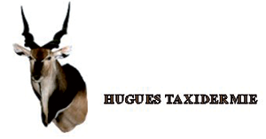 HUGUES TAXIDERMIE Logo HUGUES TAXIDERMIE fournisseur de musée